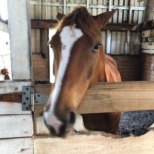 Meet your Posher, Lilly